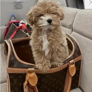 Louis Vuitton Sac Chien